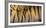 Bengal tiger back extreme close up, India-Panoramic Images-Framed Photographic Print