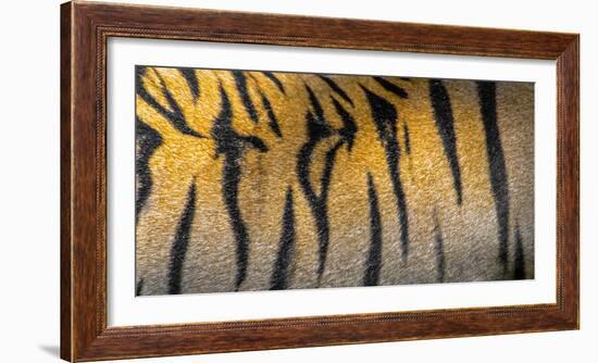 Bengal tiger back extreme close up, India-Panoramic Images-Framed Photographic Print