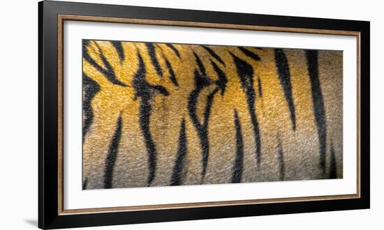 Bengal tiger back extreme close up, India-Panoramic Images-Framed Photographic Print