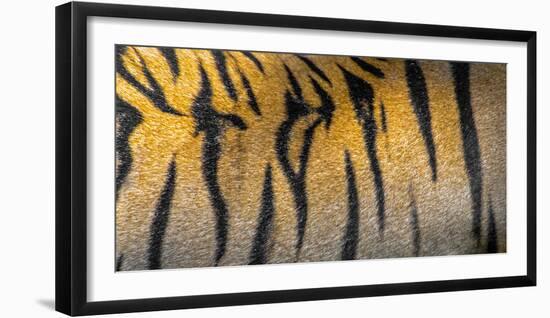 Bengal tiger back extreme close up, India-Panoramic Images-Framed Photographic Print