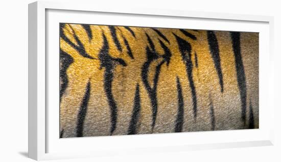 Bengal tiger back extreme close up, India-Panoramic Images-Framed Photographic Print