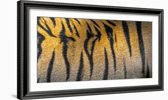 Bengal tiger back extreme close up, India-Panoramic Images-Framed Photographic Print