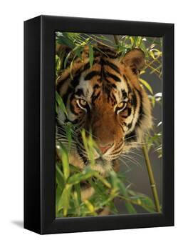 Bengal Tiger behind Bamboo-DLILLC-Framed Premier Image Canvas