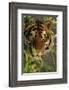 Bengal Tiger behind Bamboo-DLILLC-Framed Photographic Print