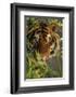 Bengal Tiger behind Bamboo-DLILLC-Framed Photographic Print