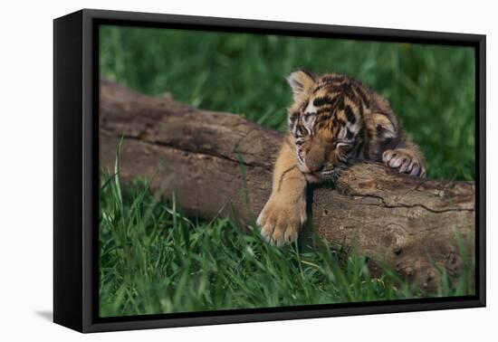 Bengal Tiger Cub Asleep on Fallen Tree-DLILLC-Framed Premier Image Canvas