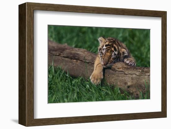 Bengal Tiger Cub Asleep on Fallen Tree-DLILLC-Framed Photographic Print