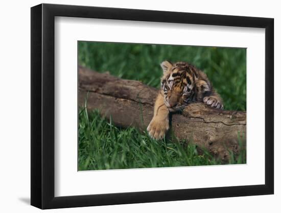 Bengal Tiger Cub Asleep on Fallen Tree-DLILLC-Framed Photographic Print