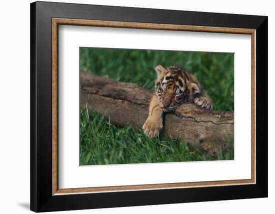 Bengal Tiger Cub Asleep on Fallen Tree-DLILLC-Framed Photographic Print