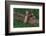 Bengal Tiger Cub Asleep on Fallen Tree-DLILLC-Framed Photographic Print