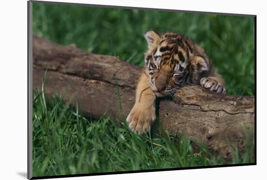 Bengal Tiger Cub Asleep on Fallen Tree-DLILLC-Mounted Photographic Print