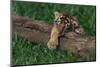 Bengal Tiger Cub Asleep on Fallen Tree-DLILLC-Mounted Photographic Print