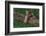 Bengal Tiger Cub Asleep on Fallen Tree-DLILLC-Framed Photographic Print