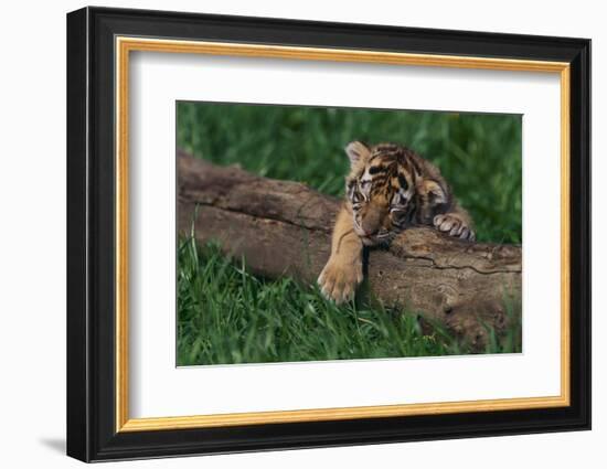 Bengal Tiger Cub Asleep on Fallen Tree-DLILLC-Framed Photographic Print