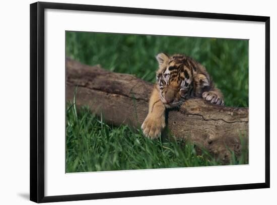 Bengal Tiger Cub Asleep on Fallen Tree-DLILLC-Framed Photographic Print