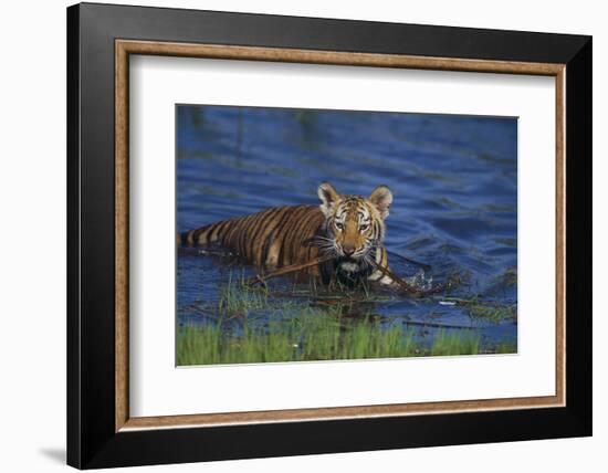 Bengal Tiger Cub in Water-DLILLC-Framed Photographic Print