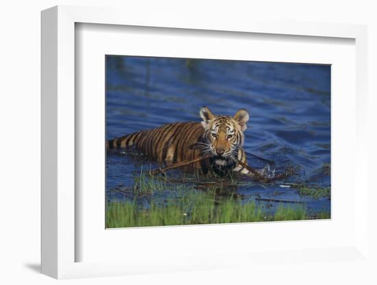 Bengal Tiger Cub in Water-DLILLC-Framed Photographic Print