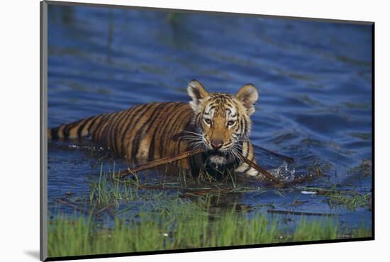 Bengal Tiger Cub in Water-DLILLC-Mounted Photographic Print