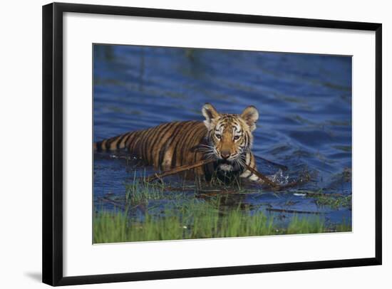 Bengal Tiger Cub in Water-DLILLC-Framed Photographic Print