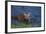 Bengal Tiger Cub in Water-DLILLC-Framed Photographic Print