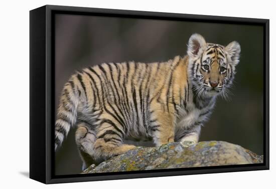 Bengal Tiger Cub on Rocks-DLILLC-Framed Premier Image Canvas