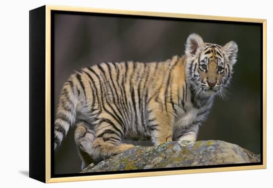Bengal Tiger Cub on Rocks-DLILLC-Framed Premier Image Canvas