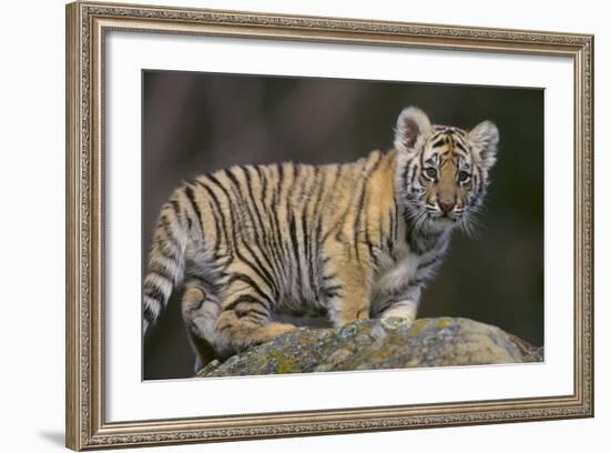 Bengal Tiger Cub on Rocks-DLILLC-Framed Photographic Print