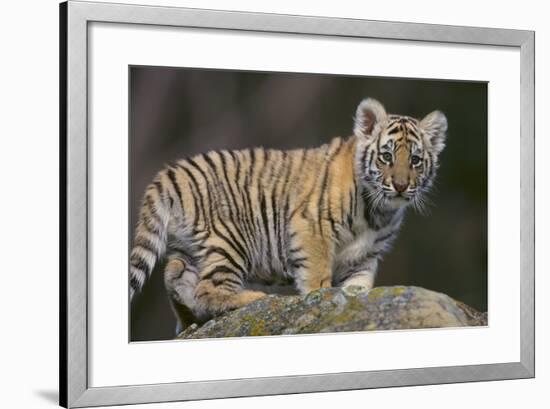 Bengal Tiger Cub on Rocks-DLILLC-Framed Photographic Print