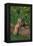 Bengal Tiger Cub Sleeping on Fallen Tree-DLILLC-Framed Premier Image Canvas