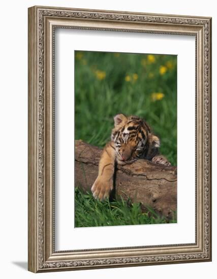 Bengal Tiger Cub Sleeping on Fallen Tree-DLILLC-Framed Photographic Print