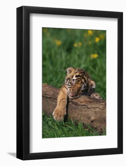 Bengal Tiger Cub Sleeping on Fallen Tree-DLILLC-Framed Photographic Print