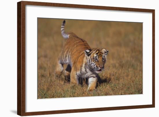 Bengal Tiger Cub Walking in Grass-DLILLC-Framed Photographic Print