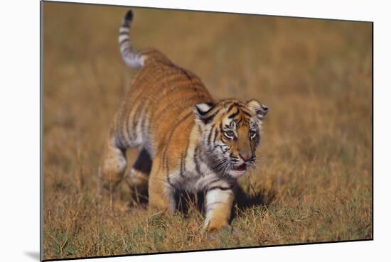Bengal Tiger Cub Walking in Grass-DLILLC-Mounted Photographic Print