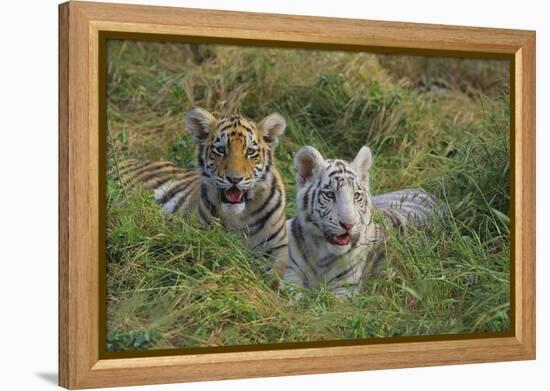 Bengal Tiger Cubs in Grass-DLILLC-Framed Premier Image Canvas