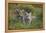 Bengal Tiger Cubs in Grass-DLILLC-Framed Premier Image Canvas