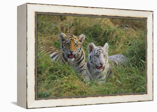 Bengal Tiger Cubs in Grass-DLILLC-Framed Premier Image Canvas