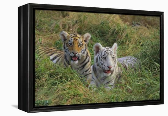 Bengal Tiger Cubs in Grass-DLILLC-Framed Premier Image Canvas