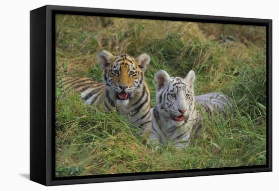 Bengal Tiger Cubs in Grass-DLILLC-Framed Premier Image Canvas