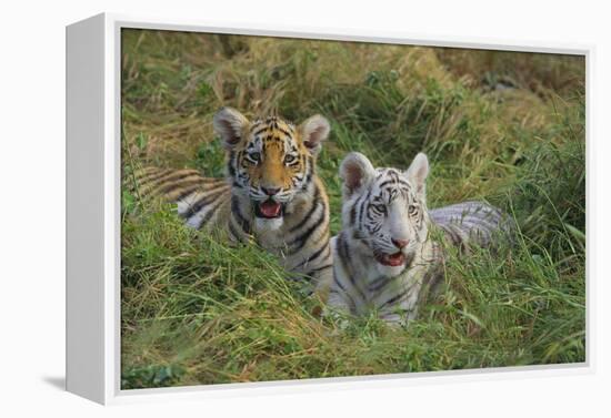 Bengal Tiger Cubs in Grass-DLILLC-Framed Premier Image Canvas