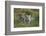 Bengal Tiger Cubs in Grass-DLILLC-Framed Photographic Print