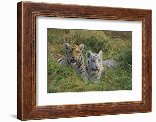 Bengal Tiger Cubs in Grass-DLILLC-Framed Photographic Print