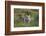 Bengal Tiger Cubs in Grass-DLILLC-Framed Photographic Print