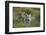 Bengal Tiger Cubs in Grass-DLILLC-Framed Photographic Print