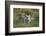 Bengal Tiger Cubs in Grass-DLILLC-Framed Photographic Print