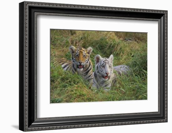 Bengal Tiger Cubs in Grass-DLILLC-Framed Photographic Print
