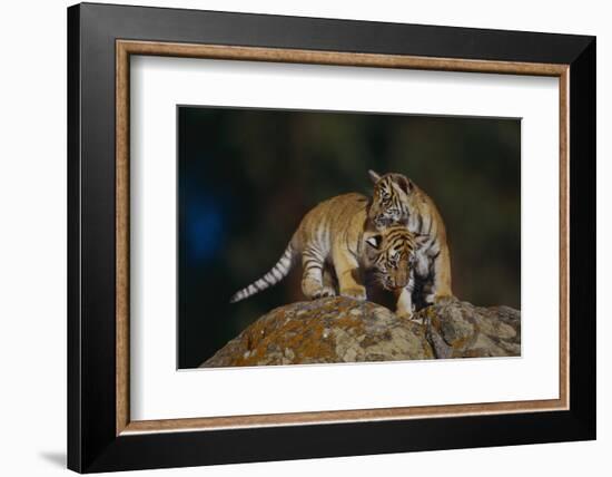 Bengal Tiger Cubs on Rocks-DLILLC-Framed Photographic Print