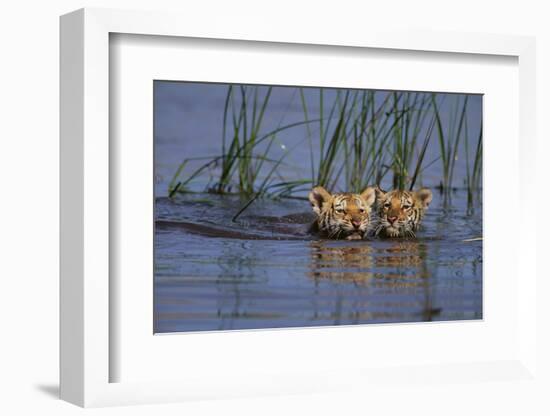 Bengal Tiger Cubs Swimming-DLILLC-Framed Photographic Print