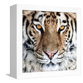 Bengal Tiger Eyes-C^ McNemar-Framed Premier Image Canvas