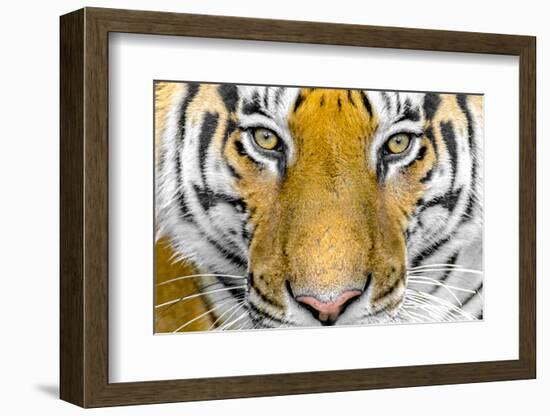 Bengal tiger head close up, India-Panoramic Images-Framed Photographic Print