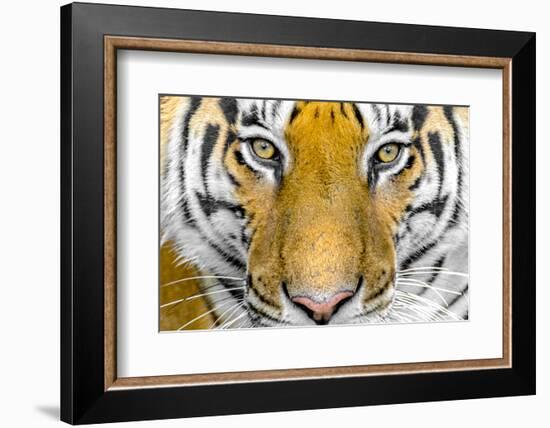 Bengal tiger head close up, India-Panoramic Images-Framed Photographic Print